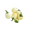 Eggplant - 5kg - White